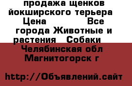 продажа щенков йокширского терьера › Цена ­ 25 000 - Все города Животные и растения » Собаки   . Челябинская обл.,Магнитогорск г.